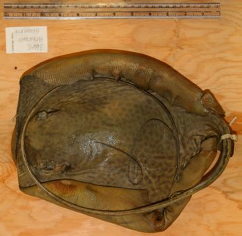 Media type: image; Ichthyology 36645